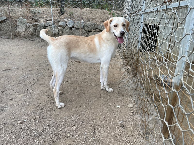 DEA - lieb und anlehnungsbedürftig