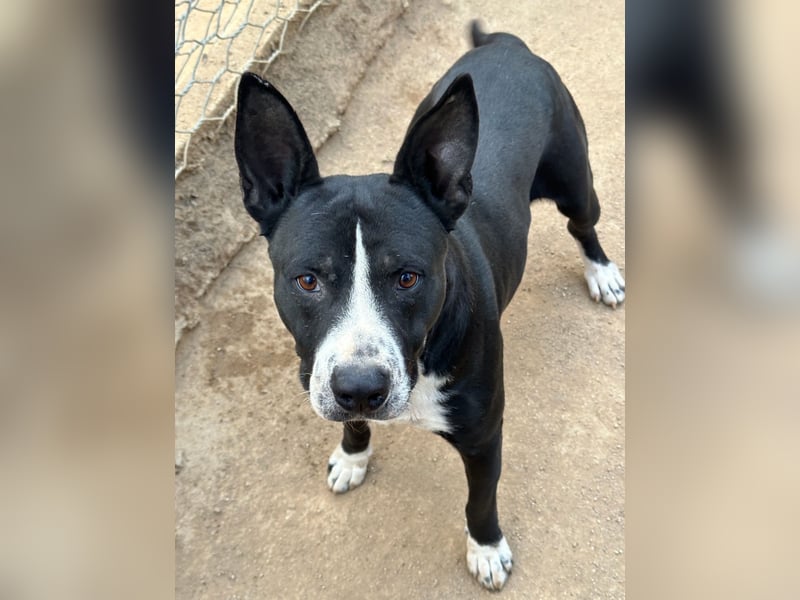 ARON - ein Hund mit Special Effects