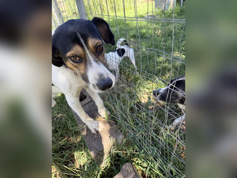 SONIC - HandicapHund mit tollem Charakter