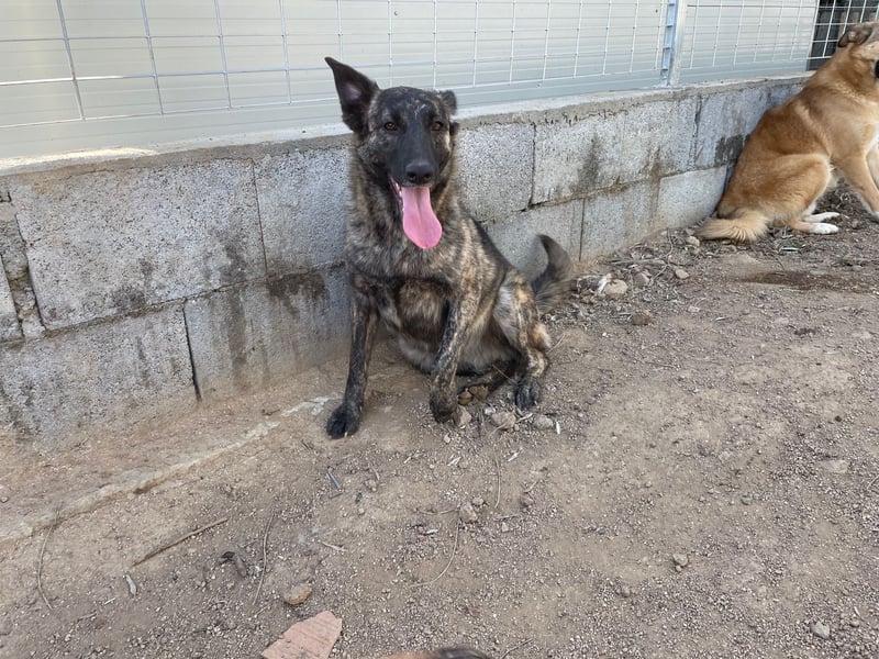 MANDY - agile und supernette Wasserratte