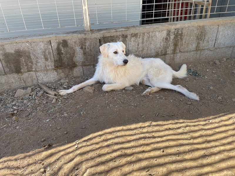 BONNY - der wahrscheinlich liebste Hund der Welt