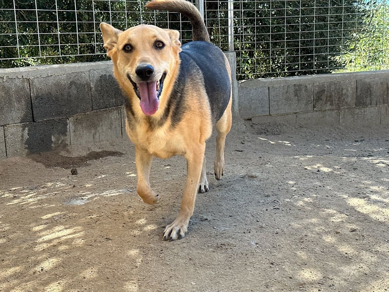 ROSALIE - unser toller Wonneproppen