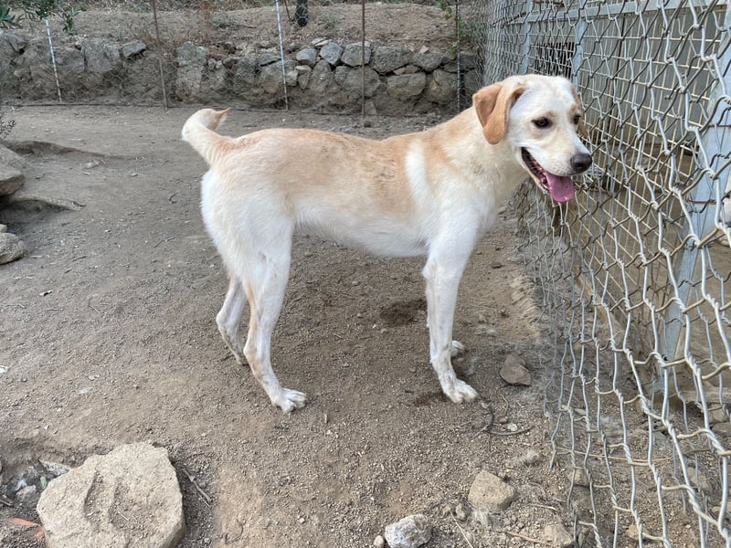 DEA - lieb und anlehnungsbedürftig