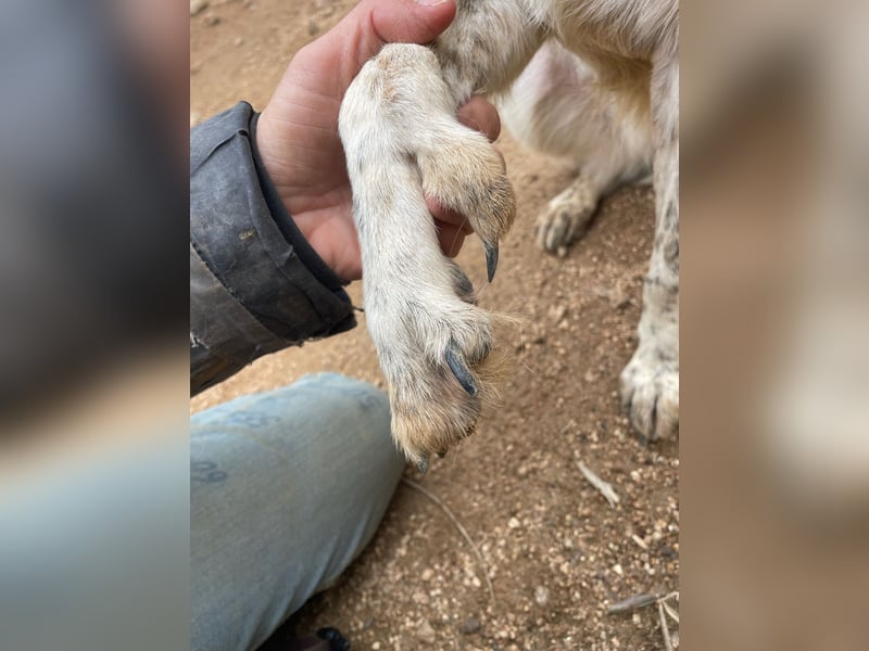 CLODETTE - lieb und menschenbezogen