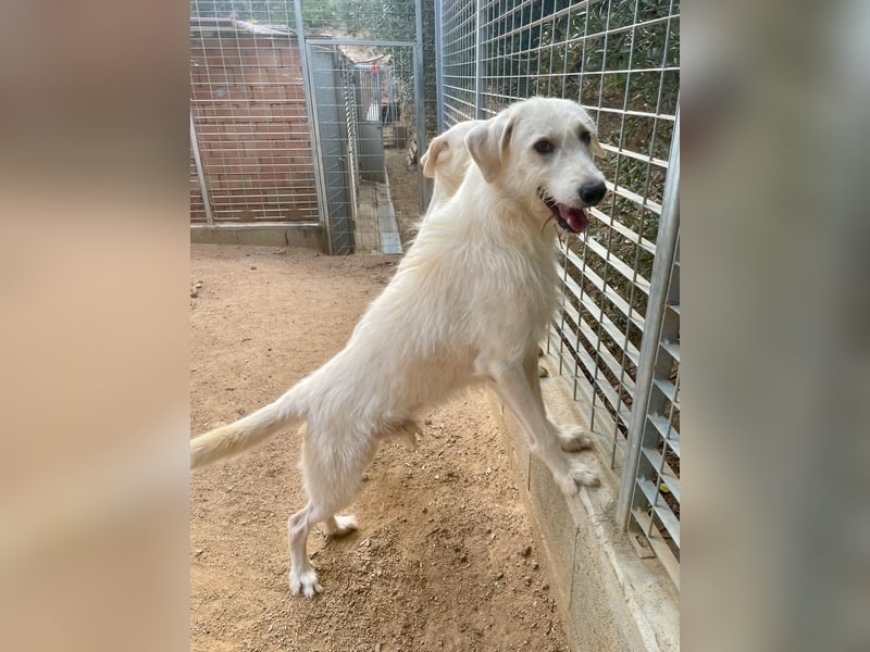 BONNY - der wahrscheinlich liebste Hund der Welt