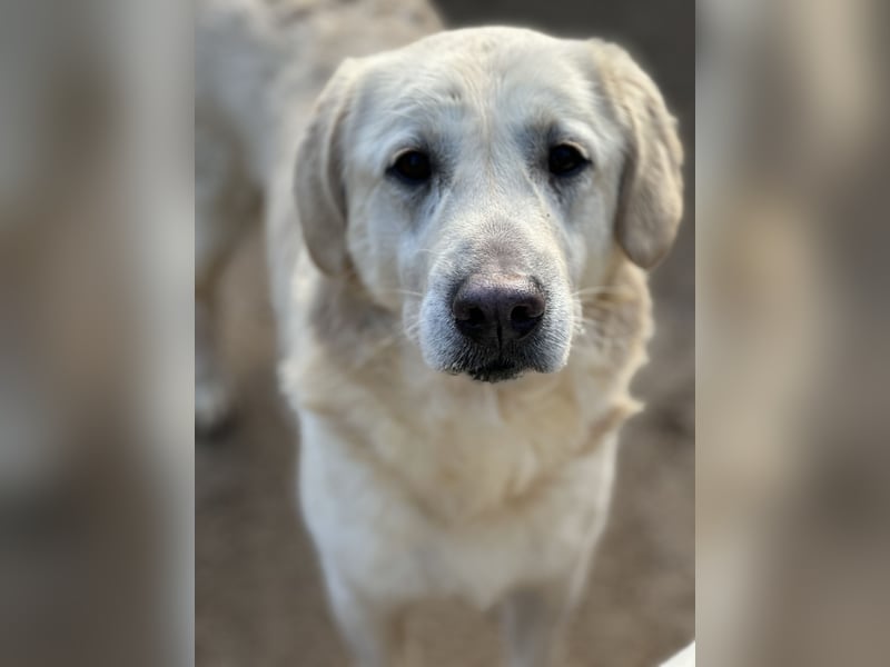 PINKO - mit den liebsten Augen der Welt