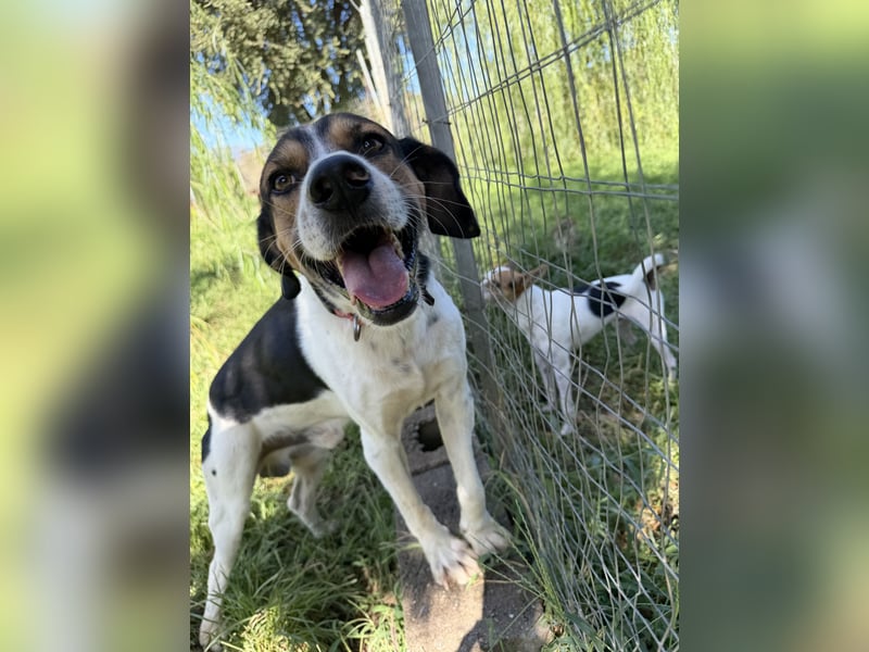 SONIC - HandicapHund mit tollem Charakter