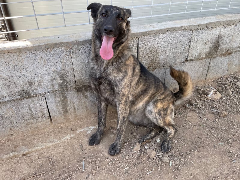 MANDY - agile und supernette Wasserratte