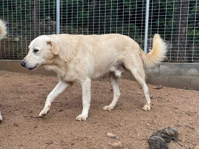 PINKO - mit den liebsten Augen der Welt