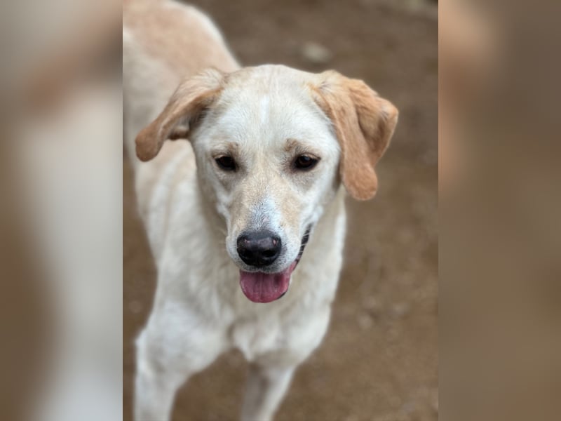 DEA - lieb und anlehnungsbedürftig