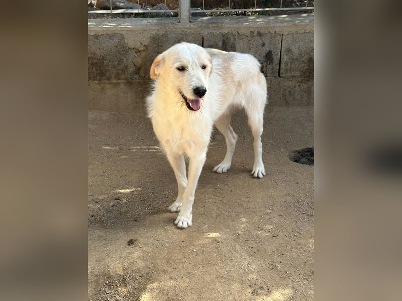 ALBERT - soooooo nett & toll