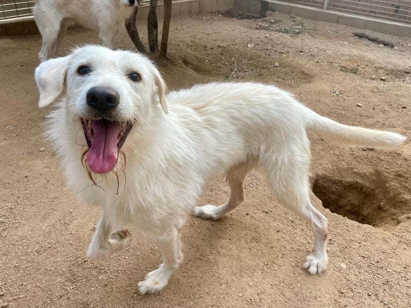 BONNY - der wahrscheinlich liebste Hund der Welt