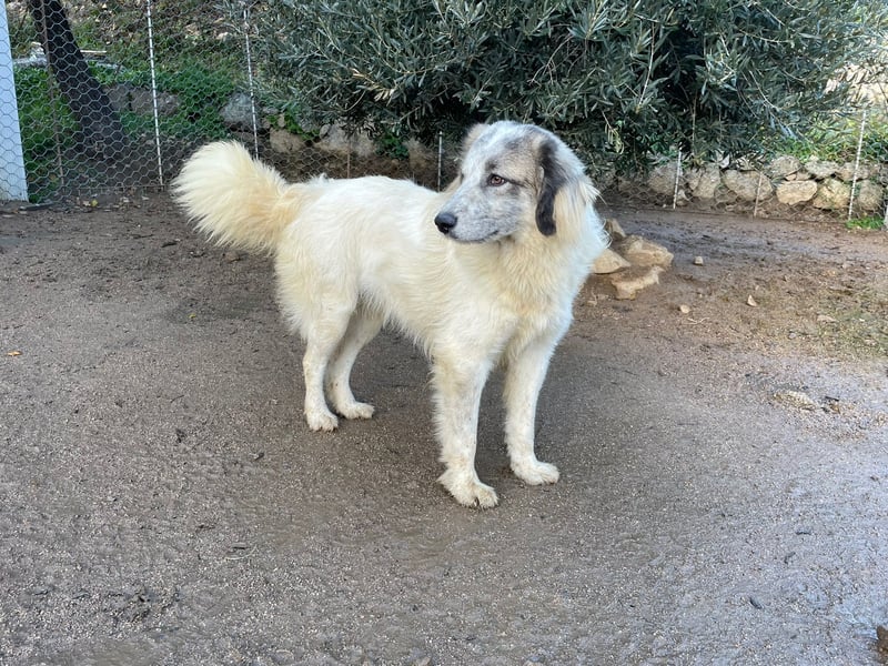 BOVALE - nett, verträglich & verspielt