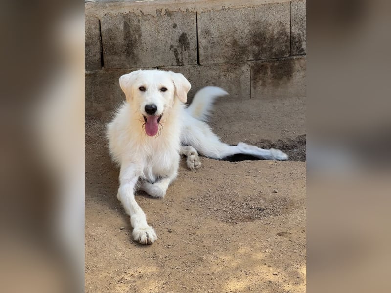 BONNY - der wahrscheinlich liebste Hund der Welt