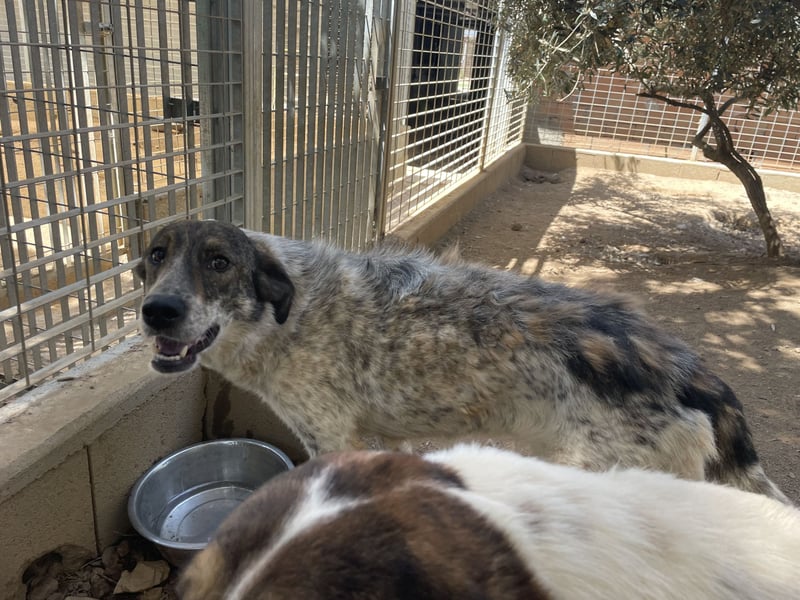 CLODETTE - lieb und menschenbezogen