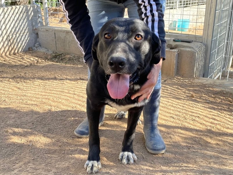 MIDA - der Stress im Rifugio ist zu viel für ihn