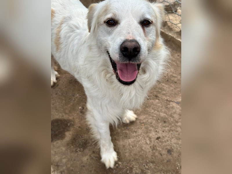 GAETANO - so schön wie ein Coverboy