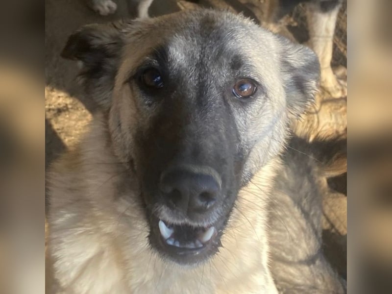 ELODY - unser aktives Träumchen