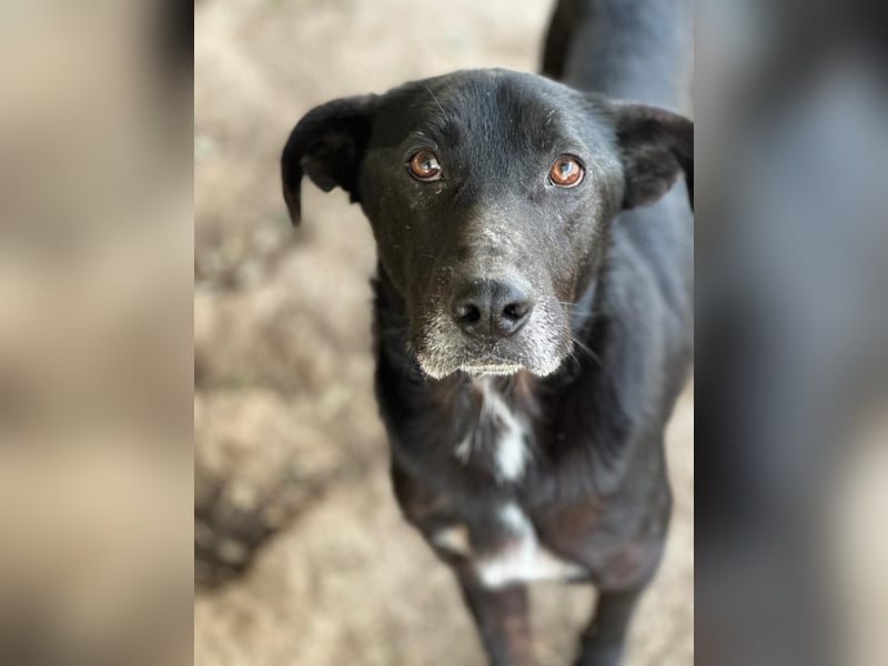 MIDA - der Stress im Rifugio ist zu viel für ihn