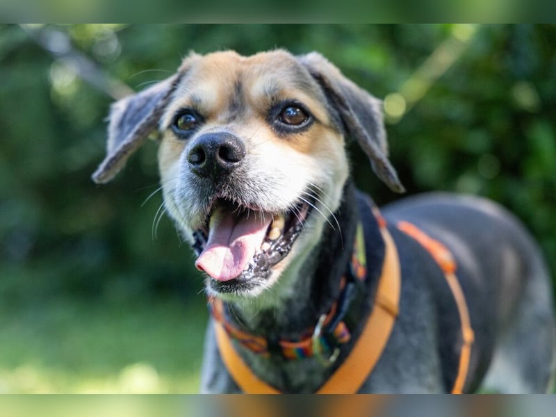 Servus Max - ein Herzenshund sucht sein Glück - Tierhilfe Franken e.V.