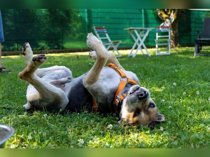 Servus Max - ein Herzenshund sucht sein Glück - Tierhilfe Franken e.V.