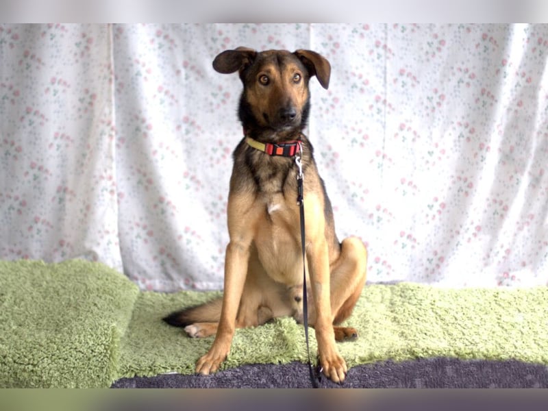 Aris - lebenslustiger verspielter Junghund - Tierhilfe Franken e.V.