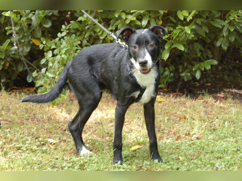 Rübe - wird ein toller Familienhund - Tierhilfe Franken e.V.