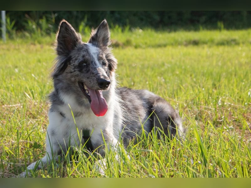 Malin - sportlich-aktiver Frauenversteher - Tierhilfe Franken e.V.