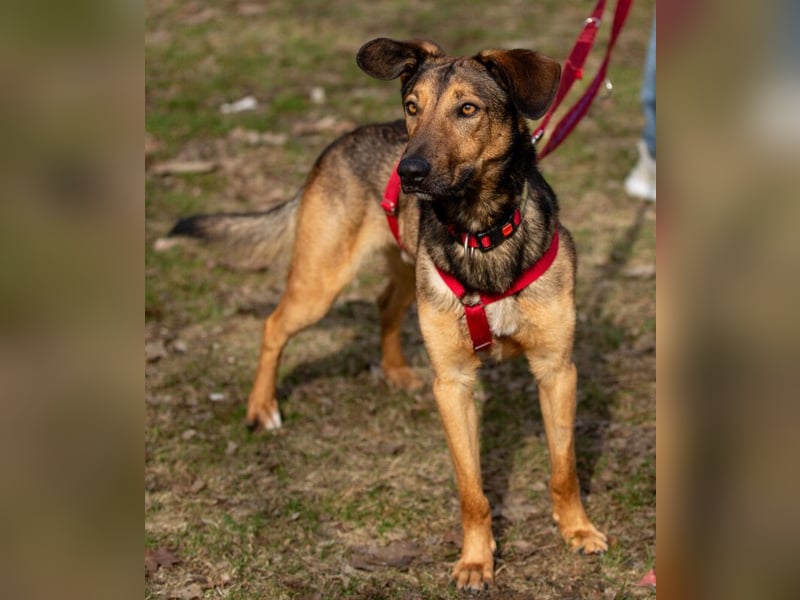 Aris - lebenslustiger verspielter Junghund - Tierhilfe Franken e.V.