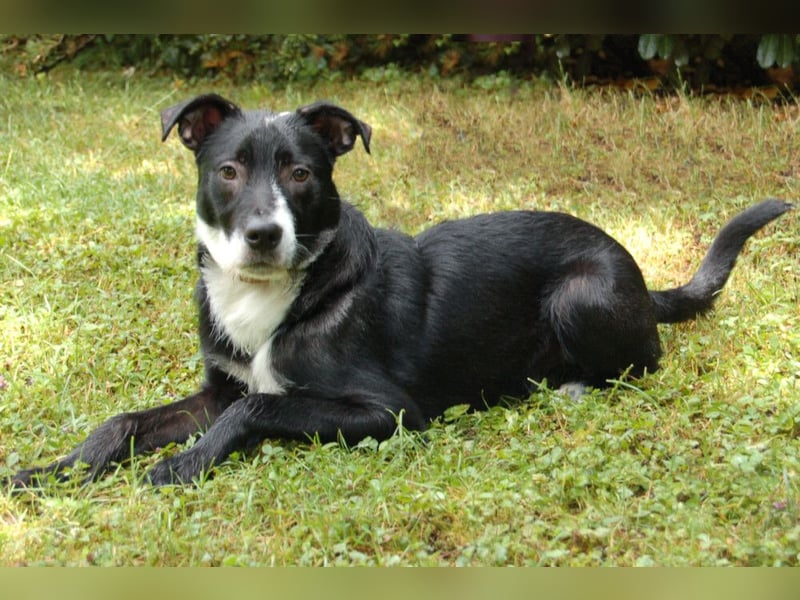 Rübe - wird ein toller Familienhund - Tierhilfe Franken e.V.
