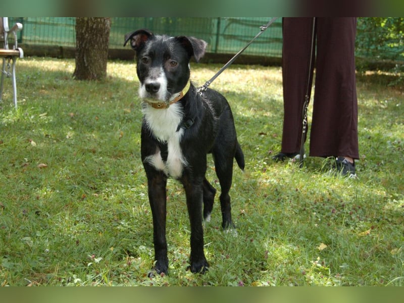 Rübe - wird ein toller Familienhund - Tierhilfe Franken e.V.