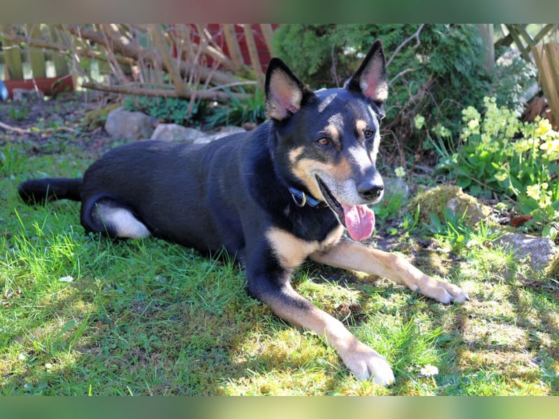 Skylo - hat ein Herz aus Gold - Tierhilfe Franken e.V.