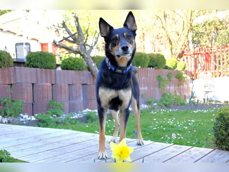 Skylo - hat ein Herz aus Gold - Tierhilfe Franken e.V.