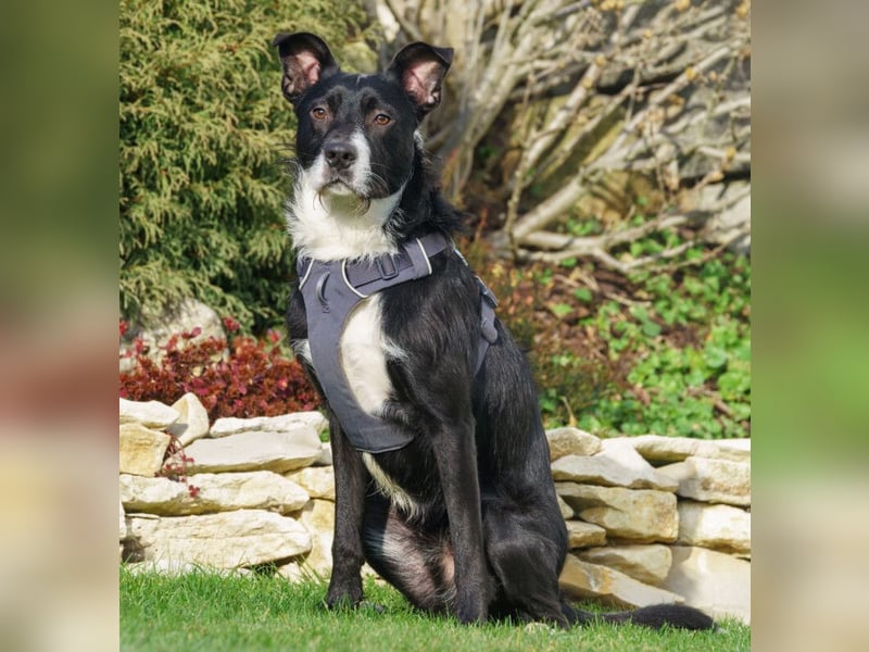 Rübe - frech, aktiv, verspielt - Tierhilfe Franken e.V.