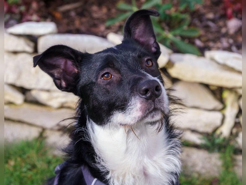 Rübe - frech, aktiv, verspielt - Tierhilfe Franken e.V.