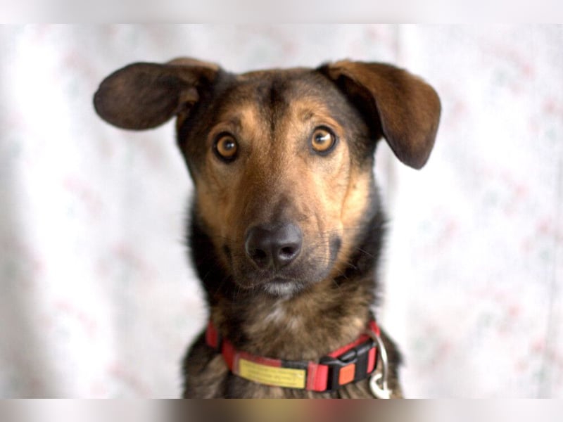 Aris - lebenslustiger verspielter Junghund - Tierhilfe Franken e.V.