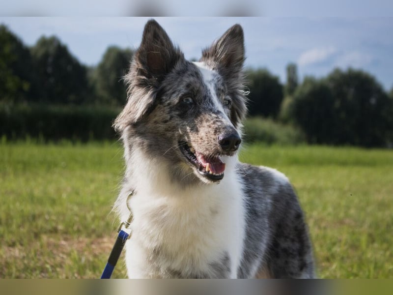 Malin - sportlich-aktiver Frauenversteher - Tierhilfe Franken e.V.