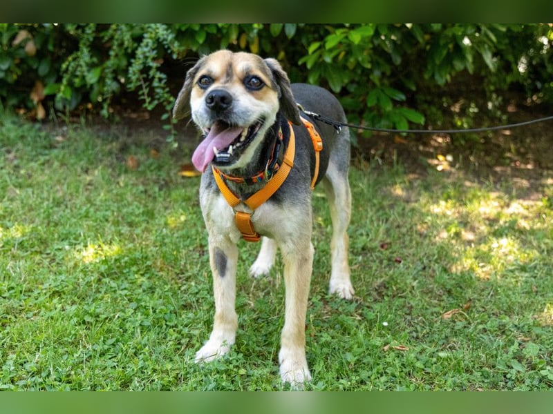 Servus Max - ein Herzenshund sucht sein Glück - Tierhilfe Franken e.V.