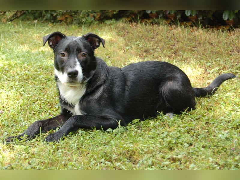 Rübe - wird ein toller Familienhund - Tierhilfe Franken e.V.