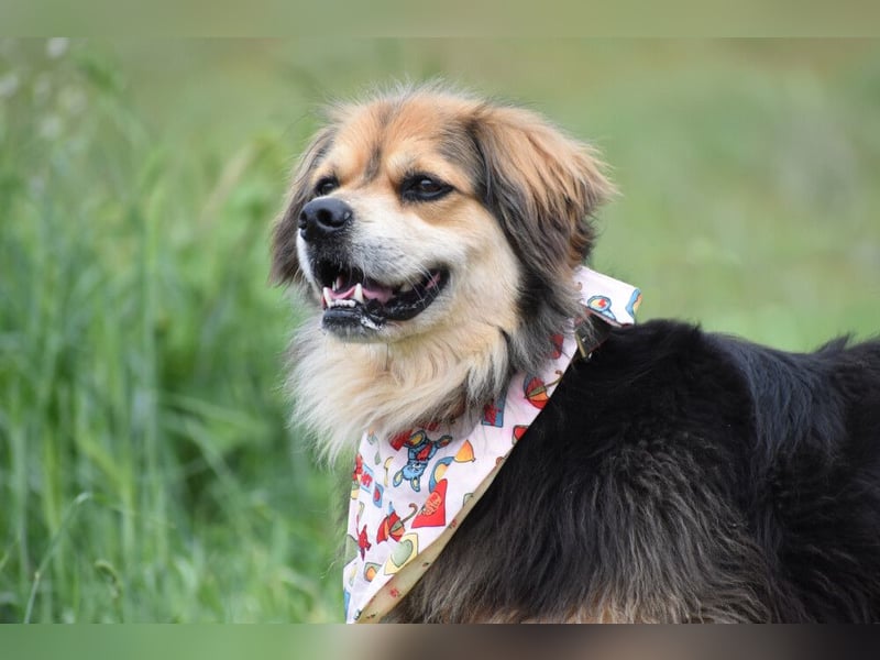 Servus Max - ein Herzenshund sucht sein Glück - Tierhilfe Franken e.V.