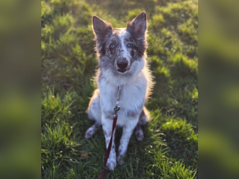 Malin - sensibler Hund sucht verständnisvolle Menschen - Tierhilfe Franken e.V.