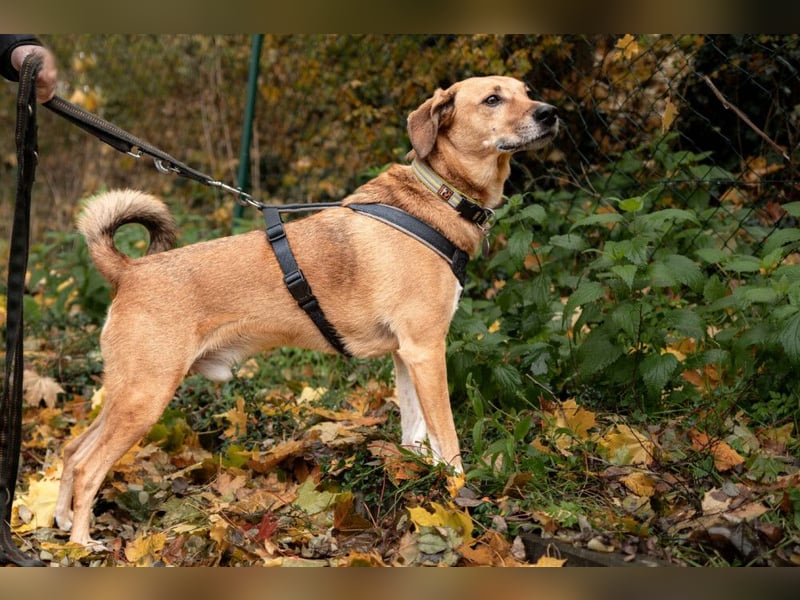 Osano - verschmuster, entspannter Gefährte - Tierhilfe Franken e.V.