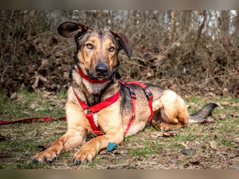 Aris - lebenslustiger verspielter Junghund - Tierhilfe Franken e.V.