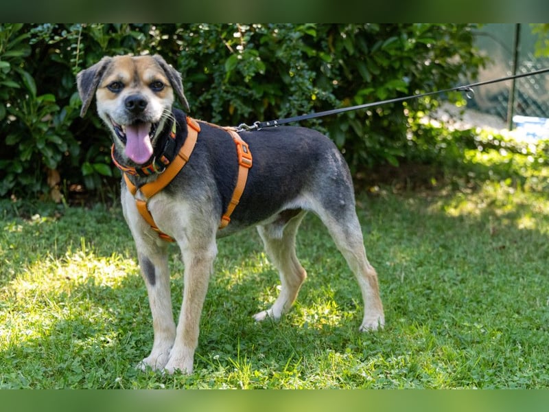 Servus Max - ein Herzenshund sucht sein Glück - Tierhilfe Franken e.V.