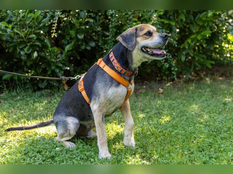 Servus Max - ein Herzenshund sucht sein Glück - Tierhilfe Franken e.V.