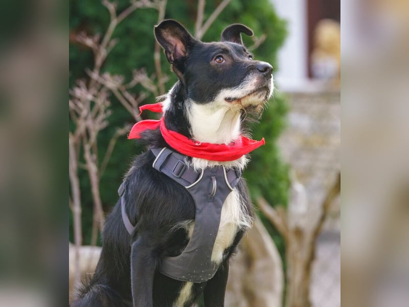 Rübe - frech, aktiv, verspielt - Tierhilfe Franken e.V.