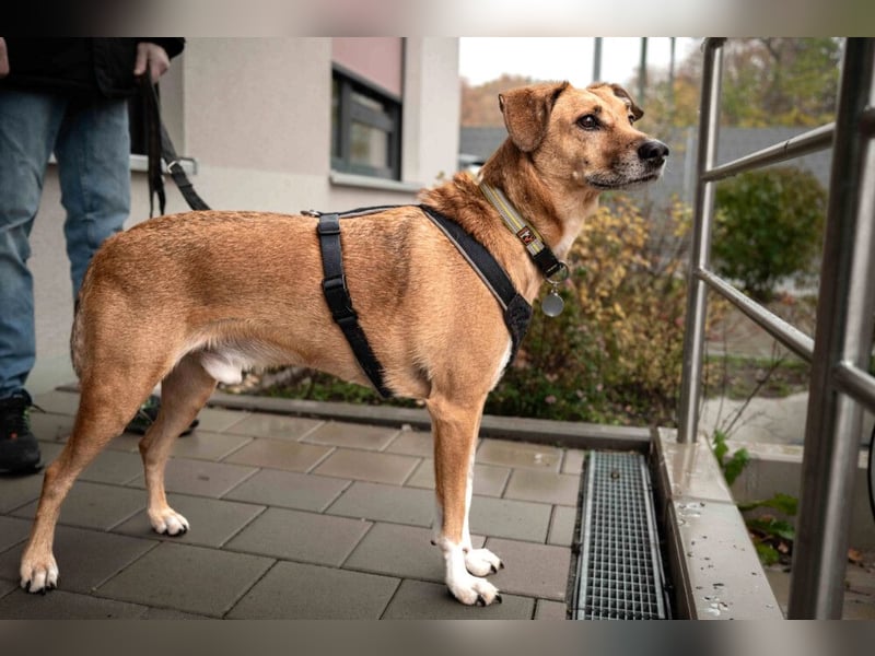 Osano - verschmuster, entspannter Gefährte - Tierhilfe Franken e.V.