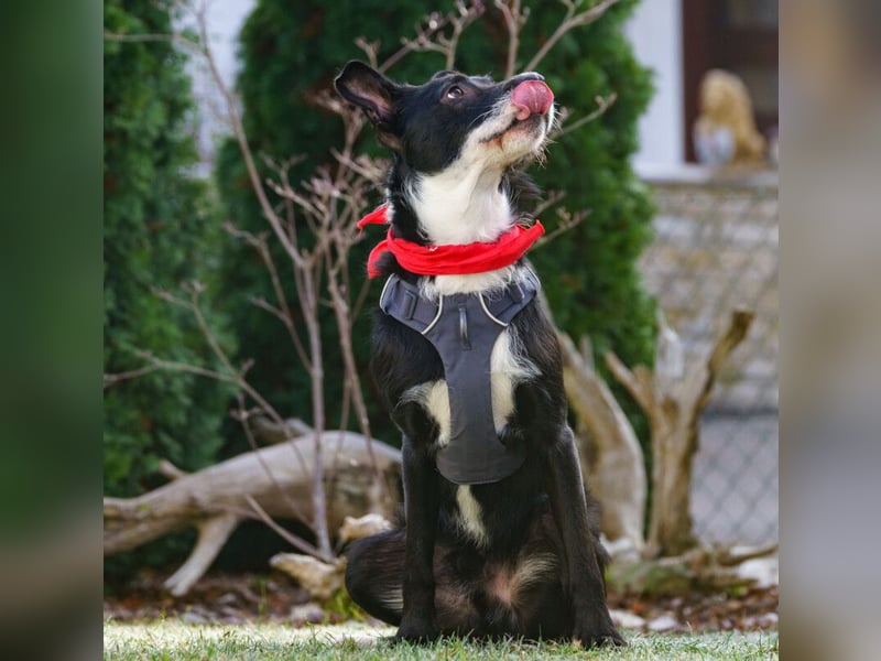 Rübe - frech, aktiv, verspielt - Tierhilfe Franken e.V.