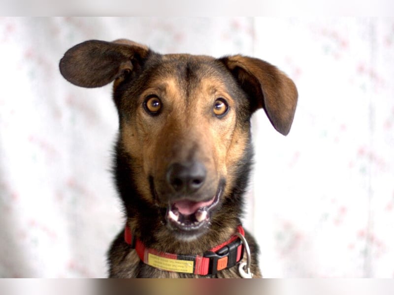 Aris - lebenslustiger verspielter Junghund - Tierhilfe Franken e.V.