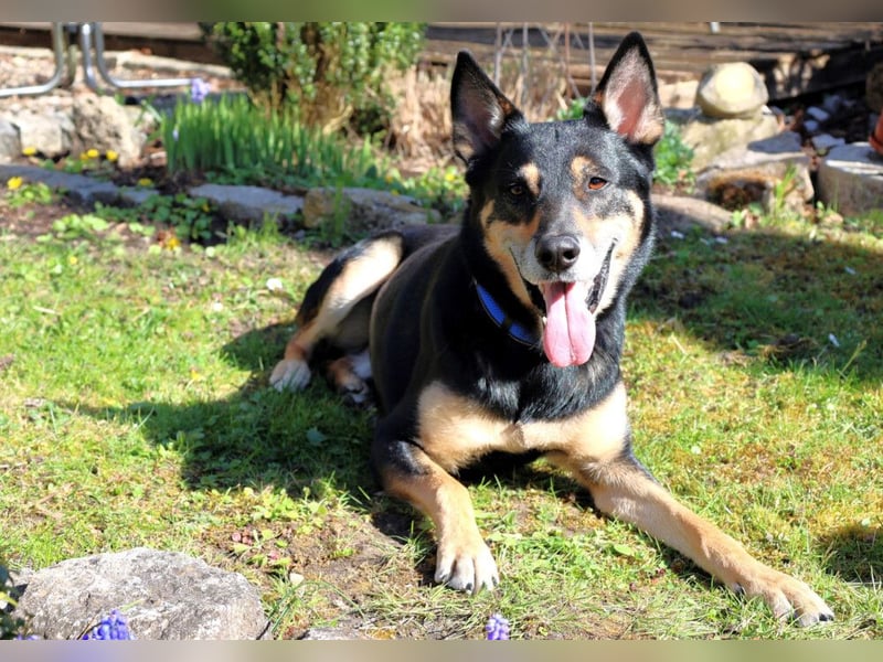 Skylo - hat ein Herz aus Gold - Tierhilfe Franken e.V.